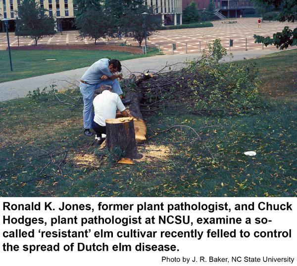 This is the only real cure for Dutch elm disease.